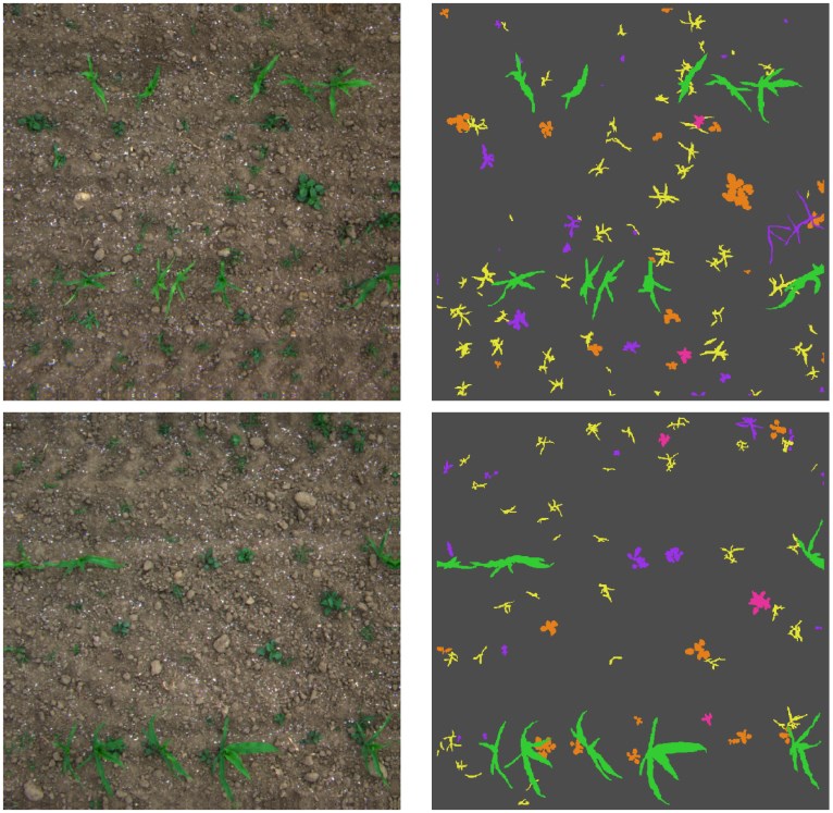 Qualitative crop and weed segmentation: left, multispectral field images of soil with green plants; right, segmentation masks colouring vegetation on a dark background