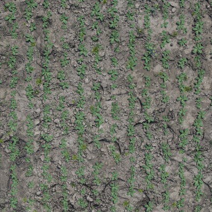 Synthetic top-down render of camelina seedlings in rows on textured bare soil, a Blender precision-agriculture field scene
